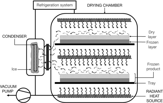 Freeze drying process