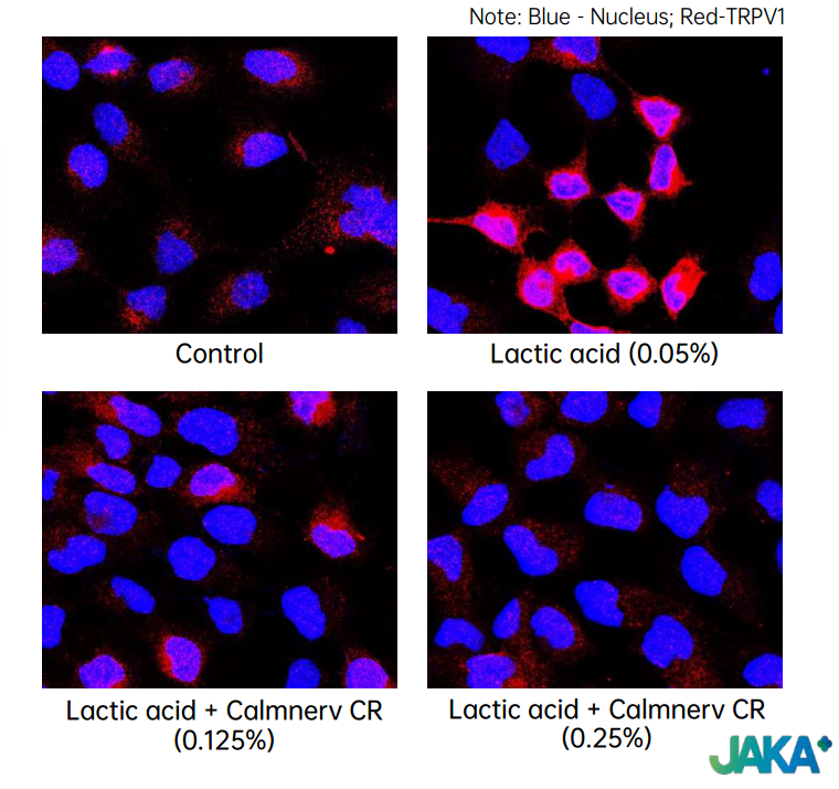 Calmnerv inhibit TRPV-1 in kerainocytes (step 1) - lactic acid