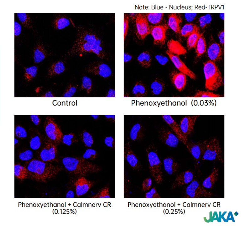 Calmnerv inhibit TRPV-1 in kerainocytes (step 1) - phenoxyethanol