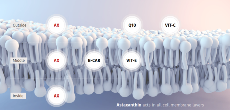 astaxanthin mechanism